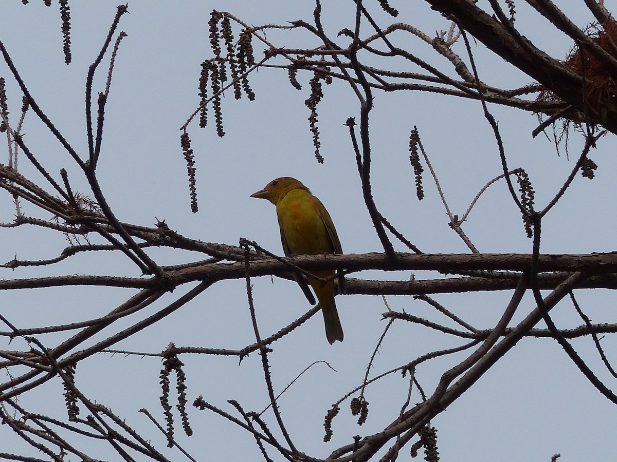 Summer Tanager - ML135793331