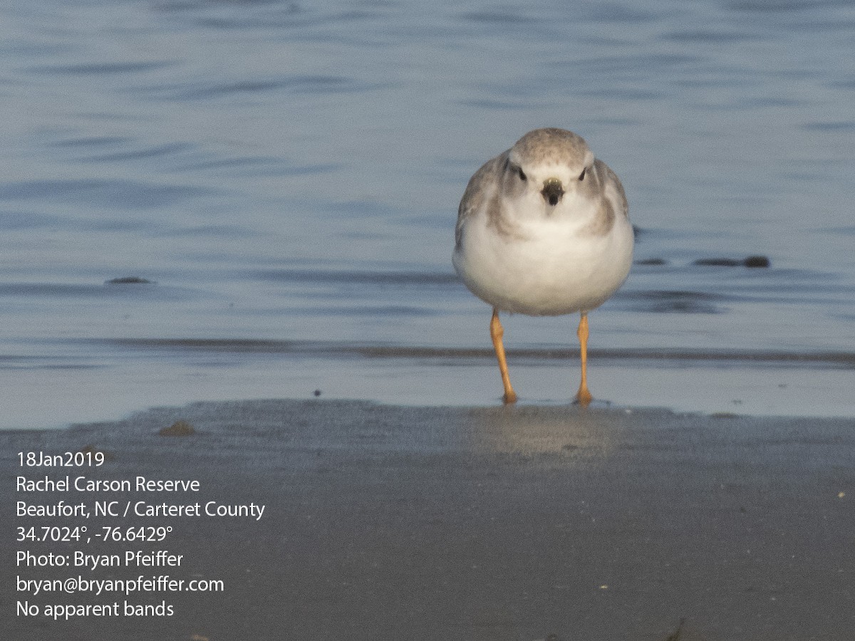 Piping Plover - ML135794881