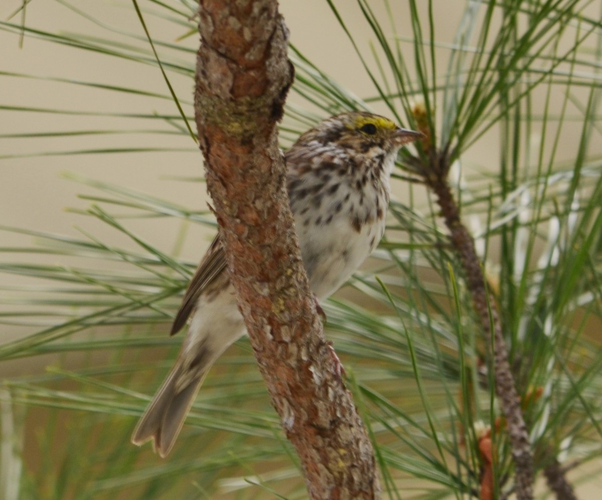 Savannah Sparrow - ML135795411