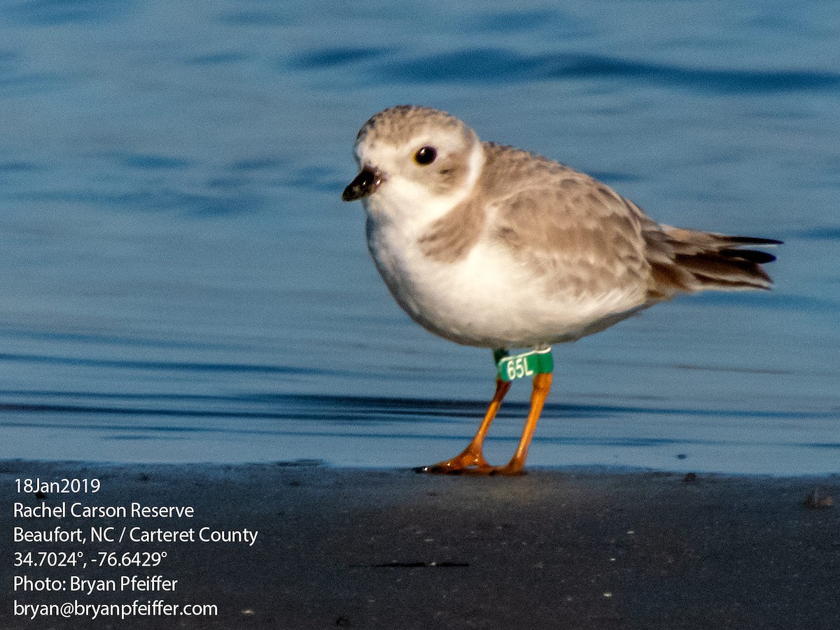 Piping Plover - Bryan Pfeiffer