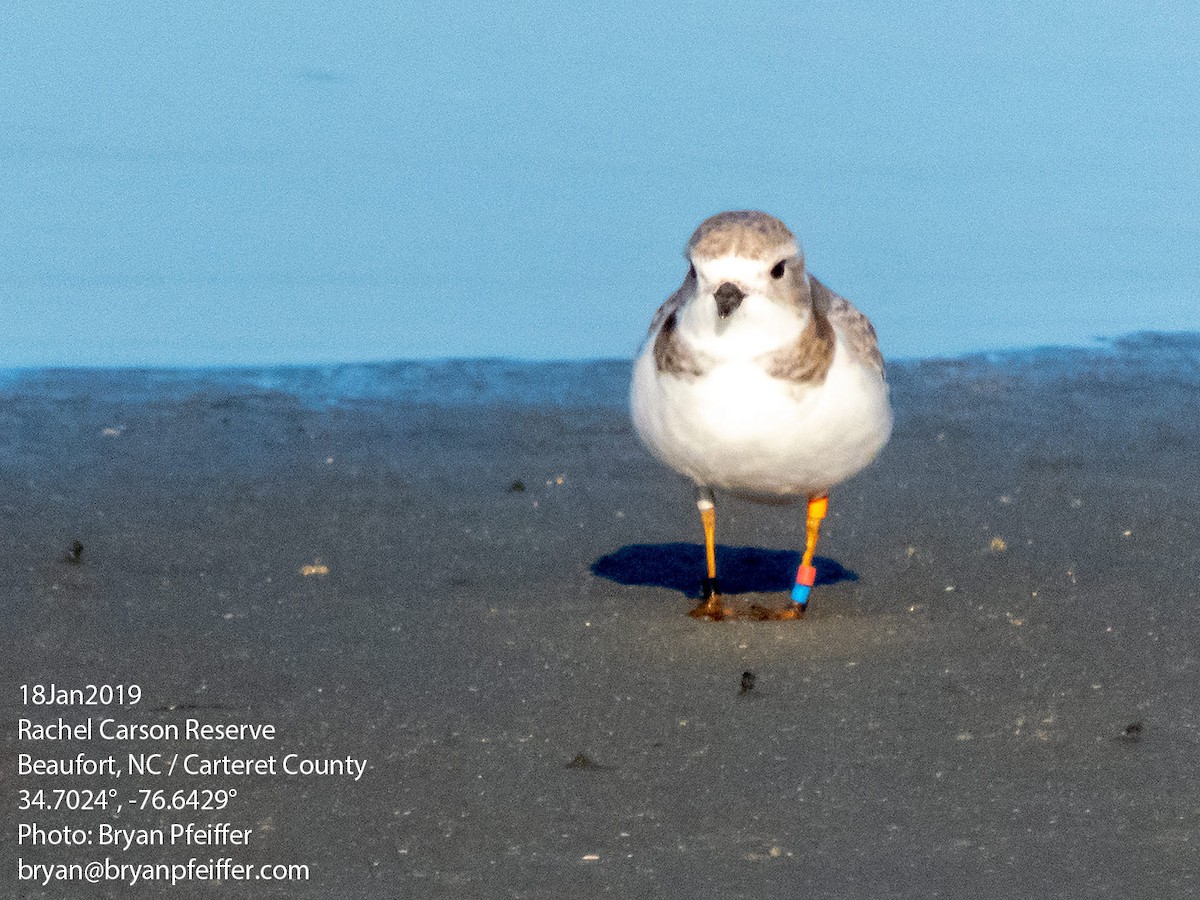 Piping Plover - ML135796111