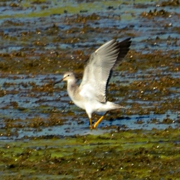 Lesser Yellowlegs - ML135796301