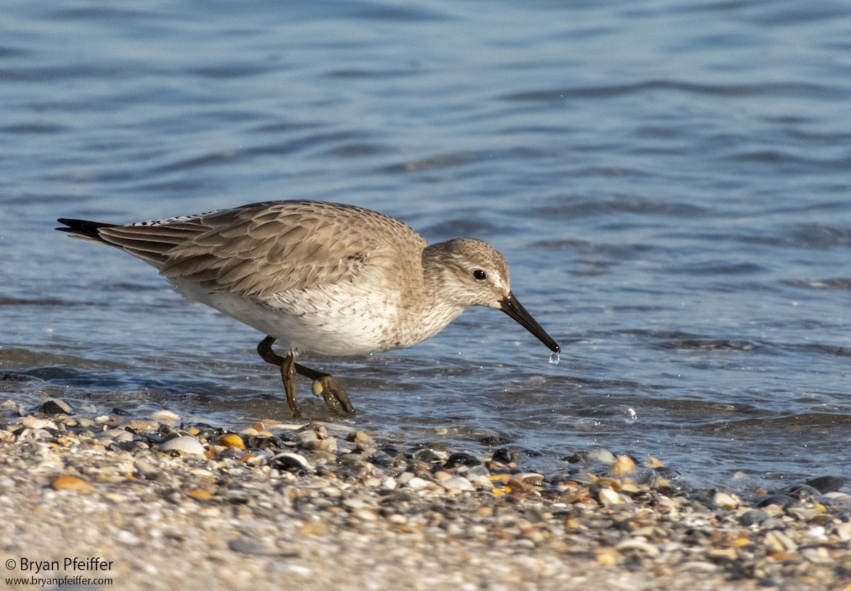 Red Knot - ML135796421