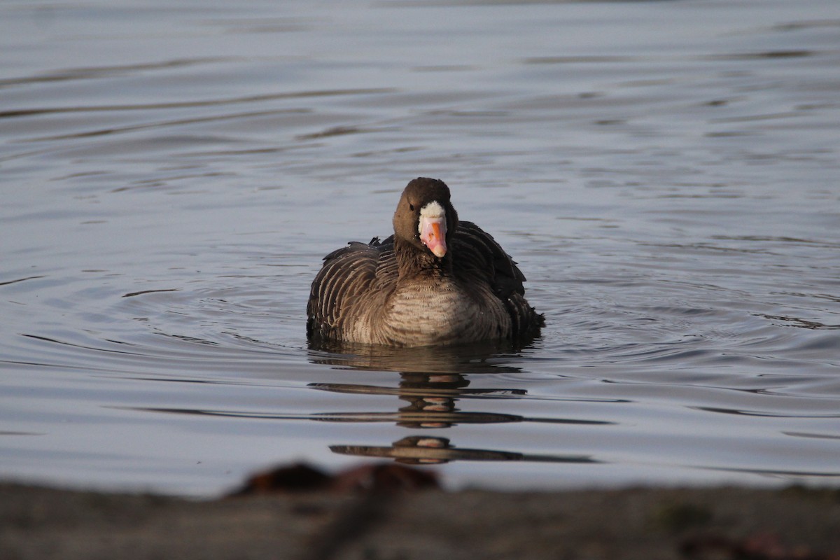 Greater White-fronted Goose - Patrick Sysiong