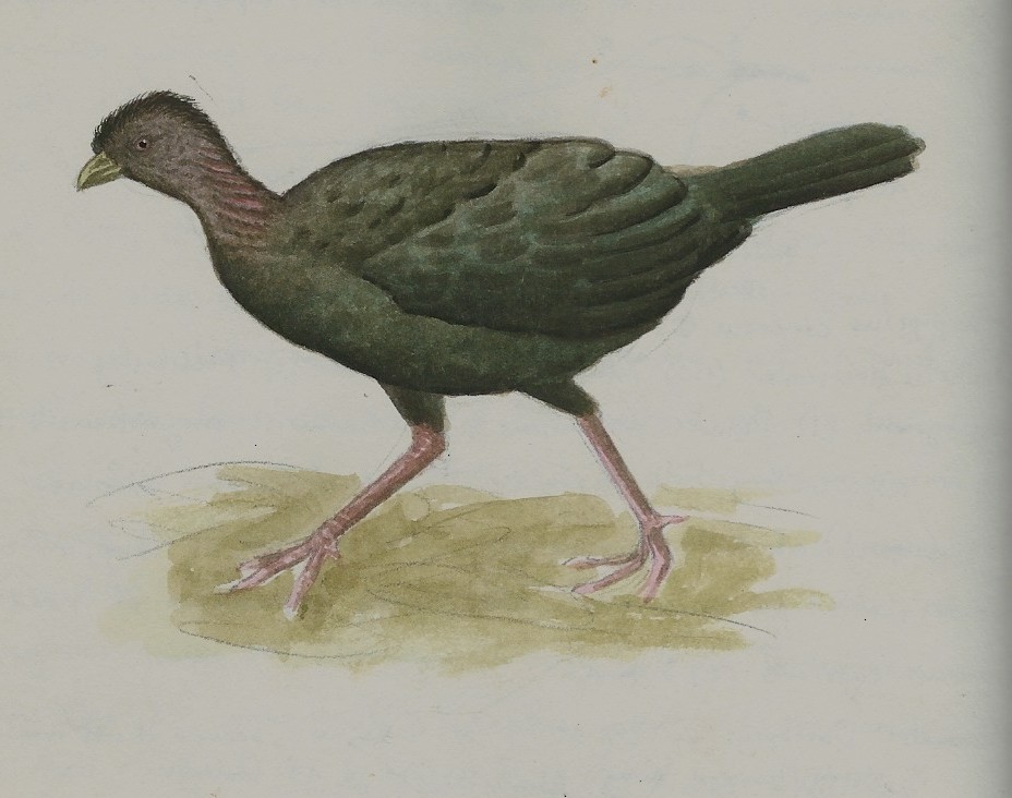 Red-legged Brushturkey - ML135797231