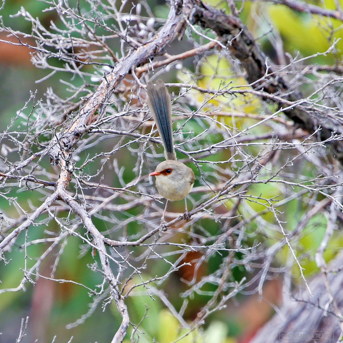 Variegated Fairywren - Roksana and Terry