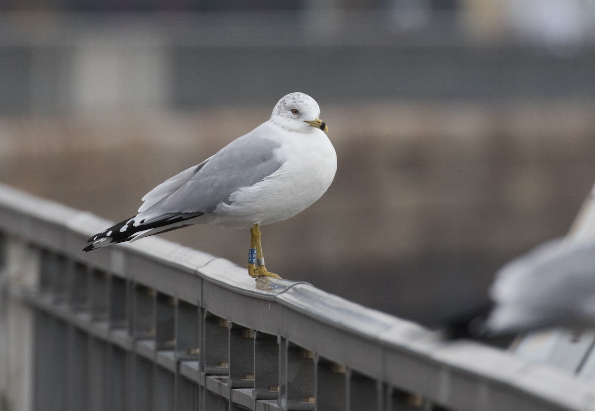 Ring-billed Gull - ML135798331