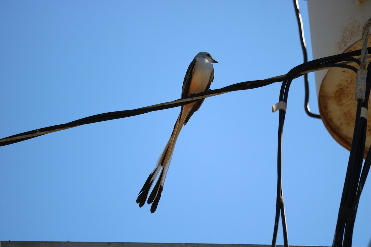 Scissor-tailed Flycatcher - Mike Farnworth