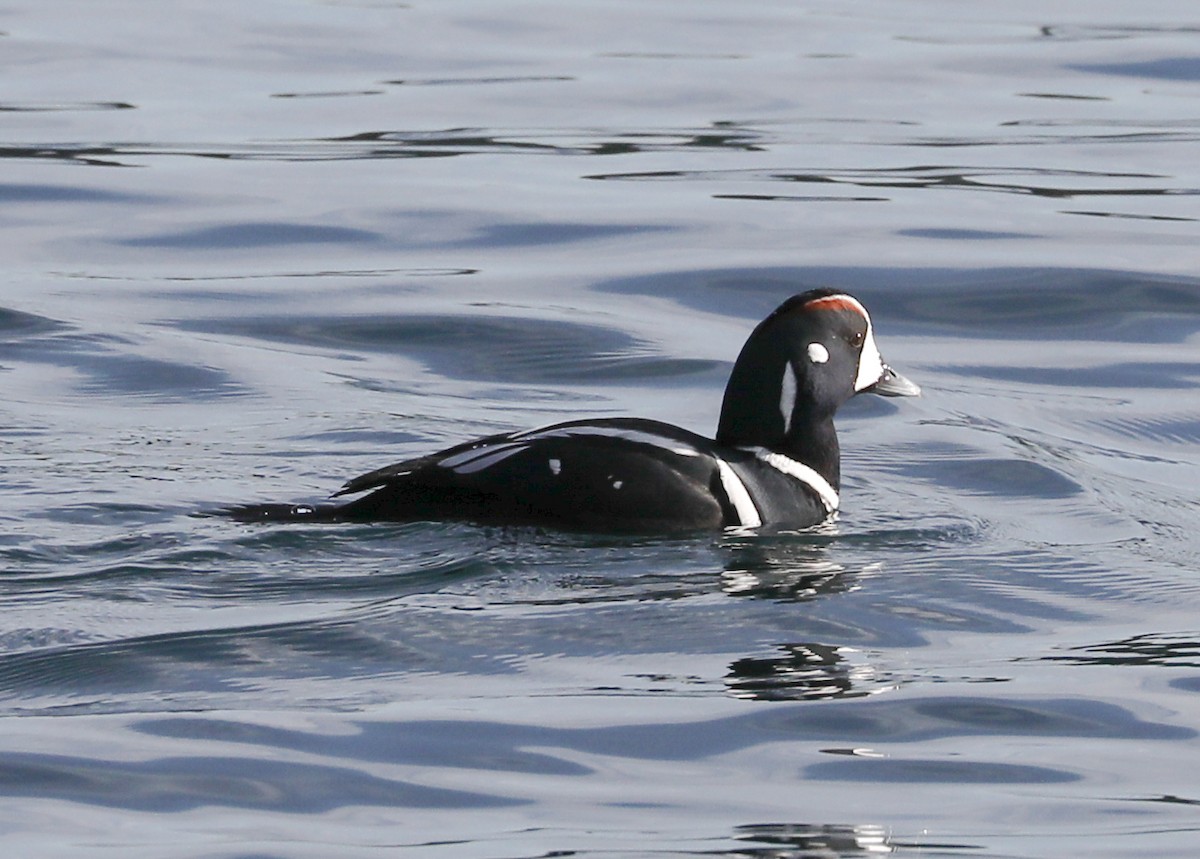 Harlequin Duck - ML135800401