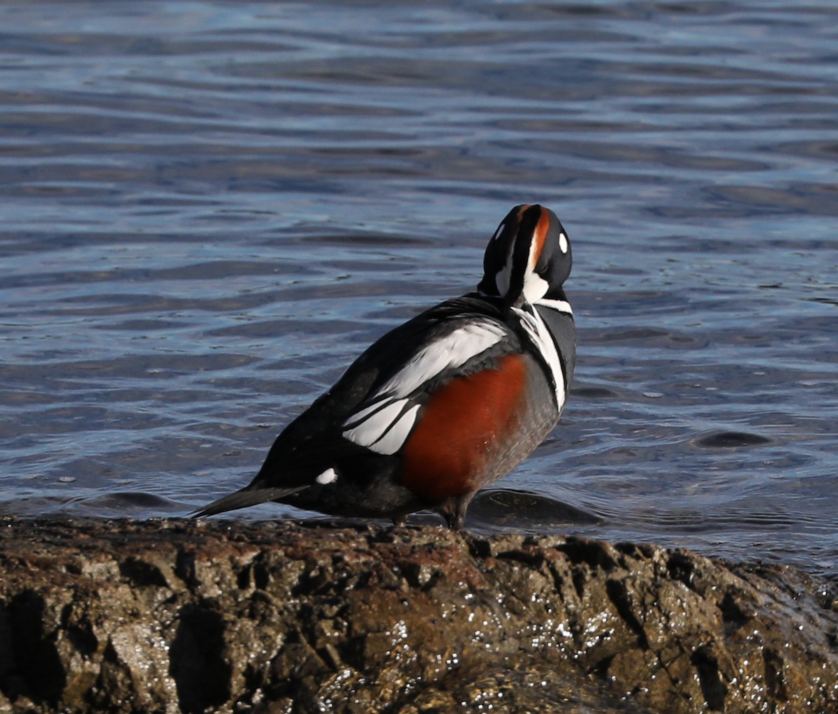 Pato Arlequín - ML135800461