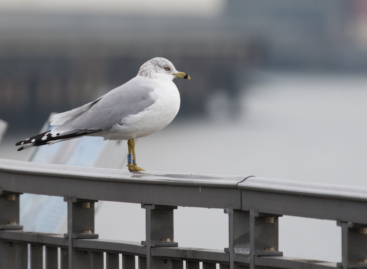 Ring-billed Gull - ML135801881