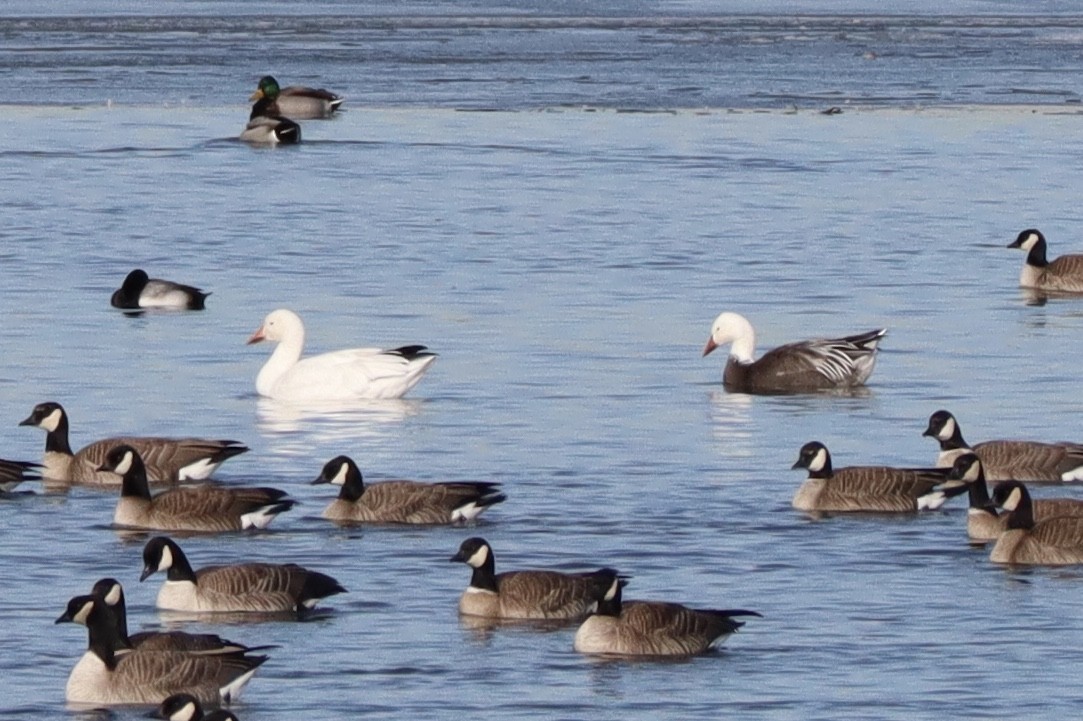 Snow Goose - ML135803501