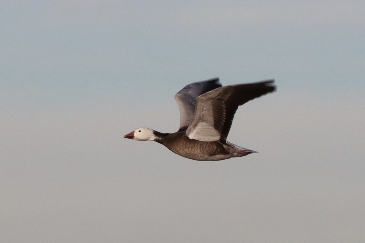 Snow Goose - ML135803531