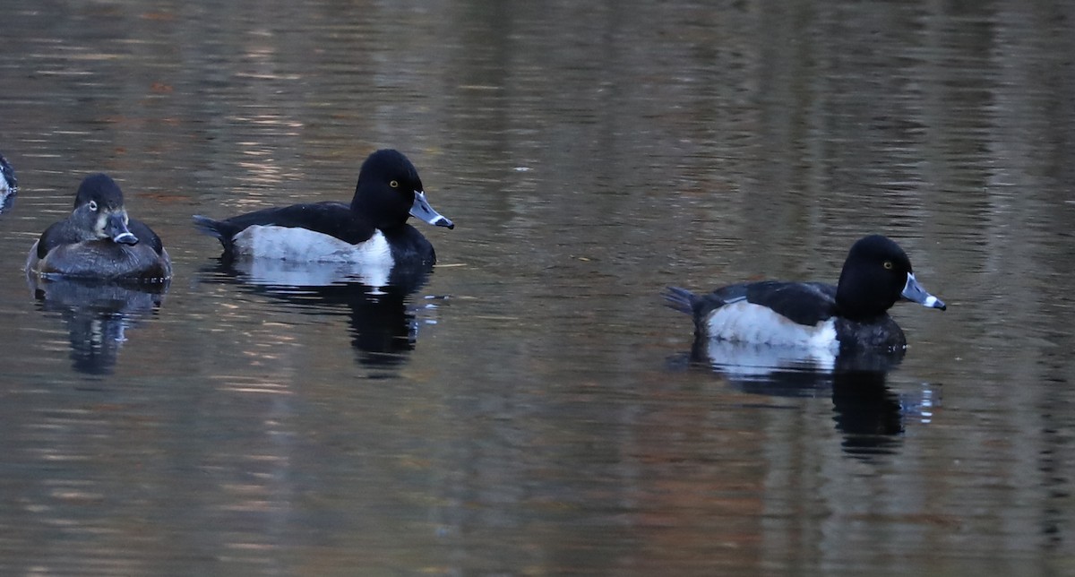 Ring-necked Duck - ML135803541