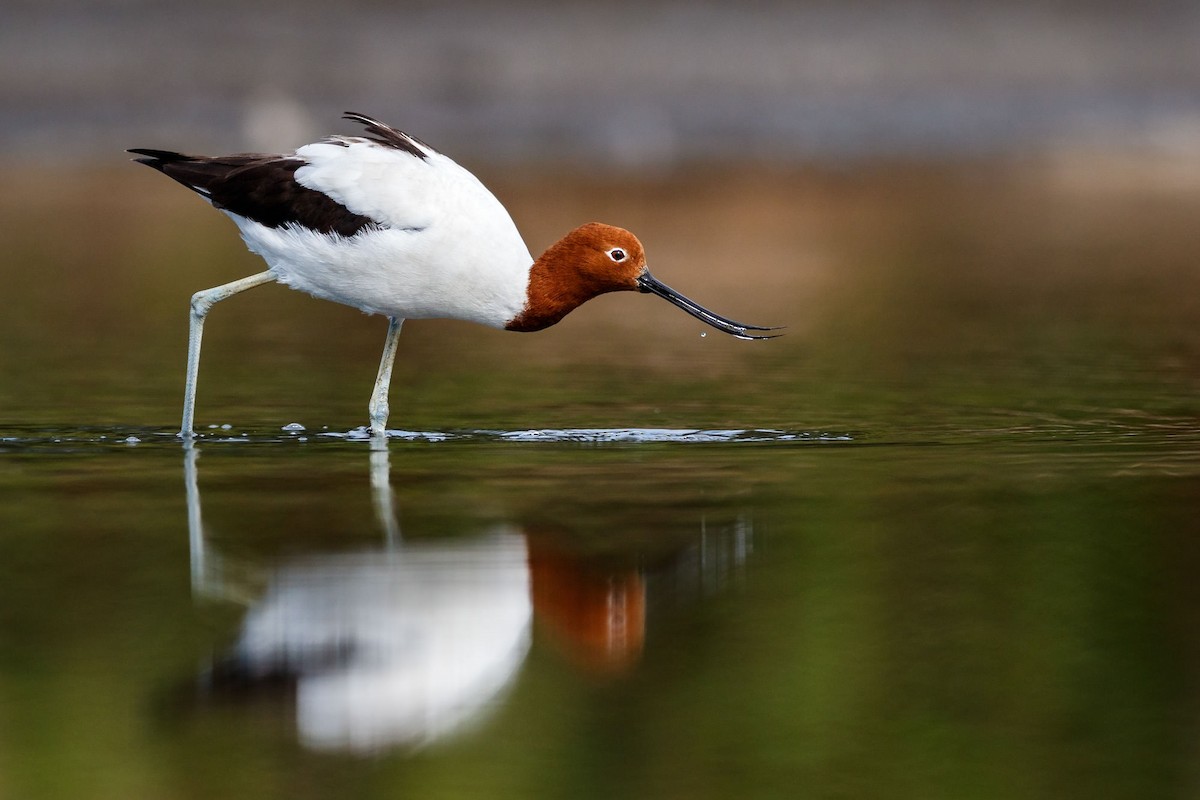 Red-necked Avocet - Malcolm Graham