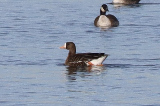 Greater White-fronted Goose - ML135803961