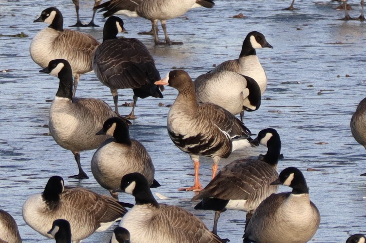 Greater White-fronted Goose - ML135804201