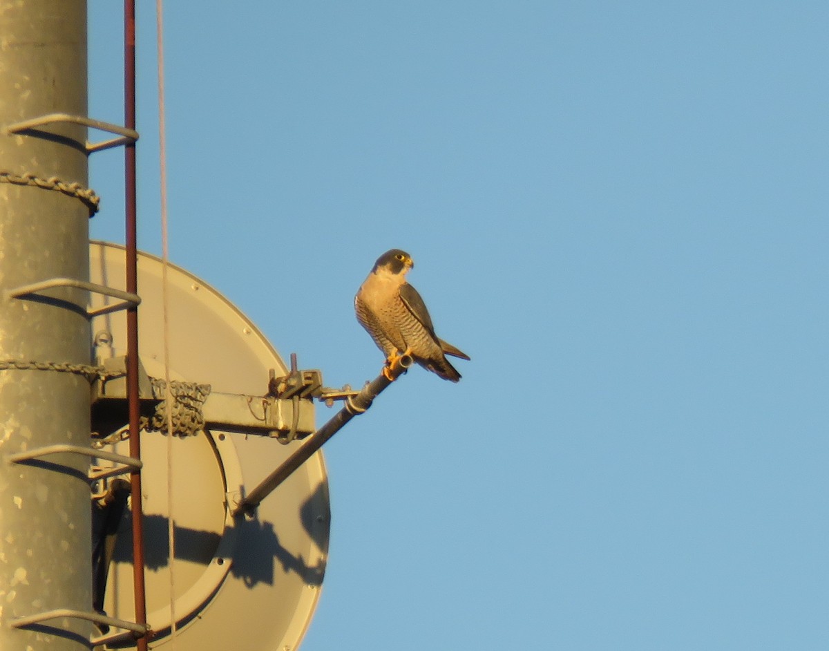 Peregrine Falcon - Robin Gurule