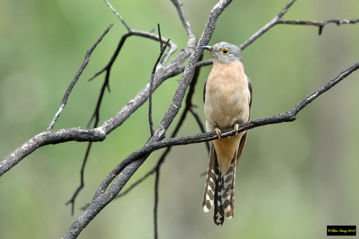 Fan-tailed Cuckoo - David Irving