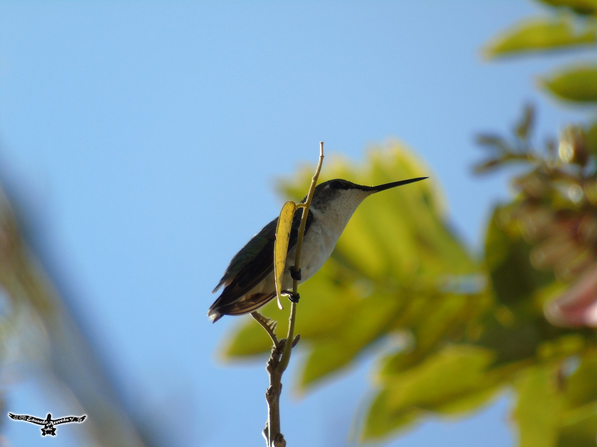 Colibri à gorge rubis - ML135805921