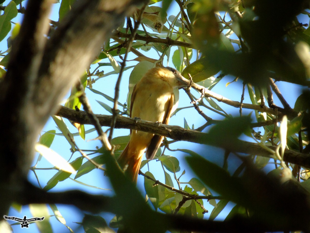 Rose-throated Becard - Eduardo Acevedo