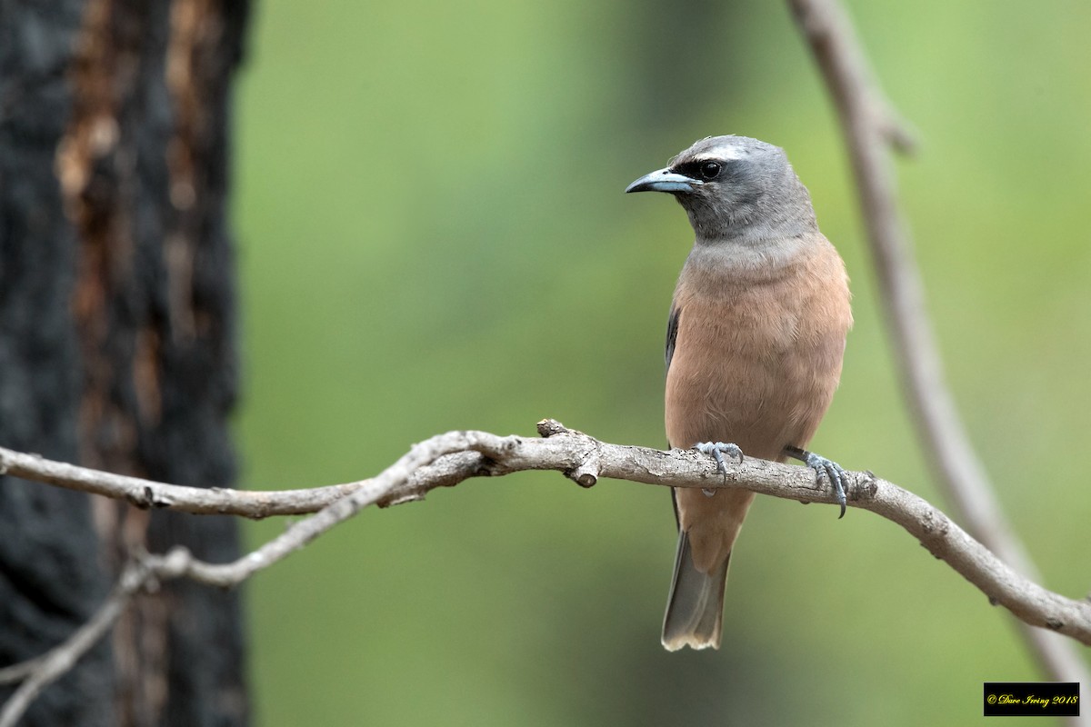 White-browed Woodswallow - ML135806391