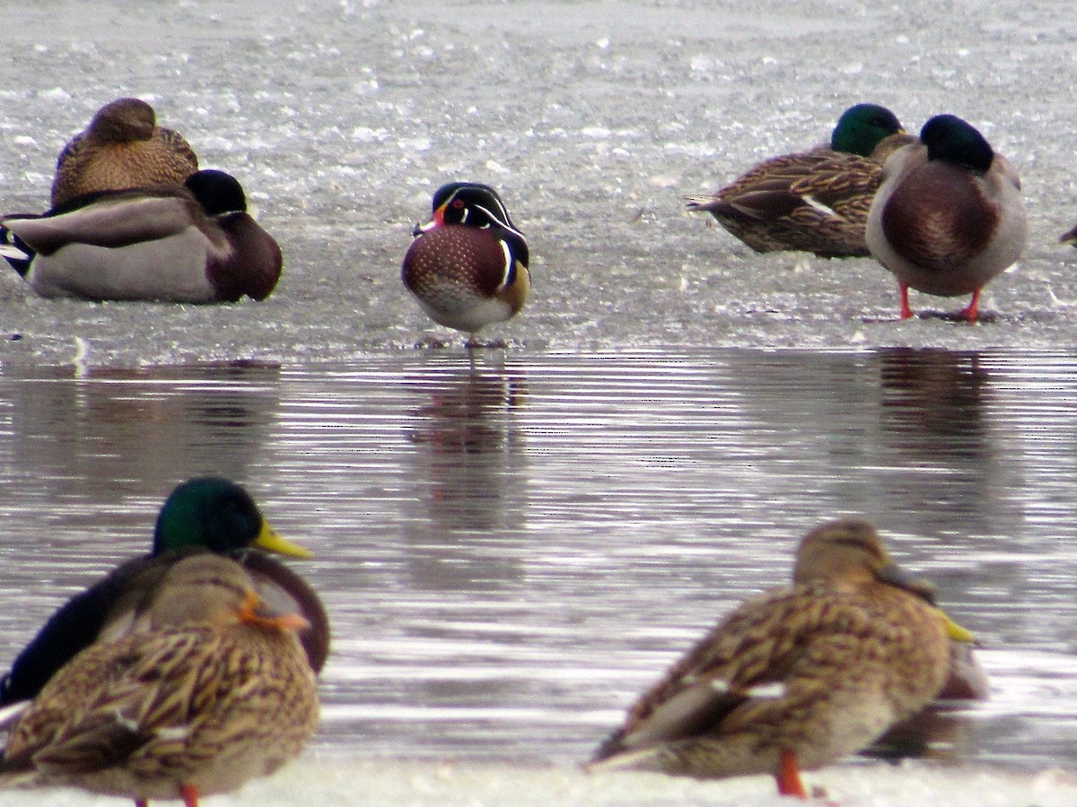 Wood Duck - Kisa Weeman