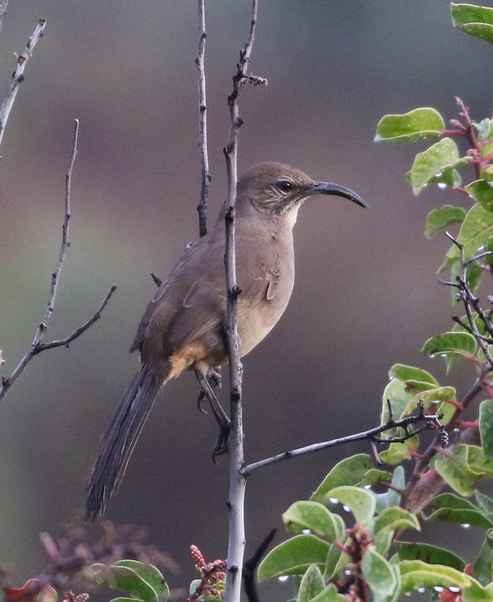 California Thrasher - Tom Benson