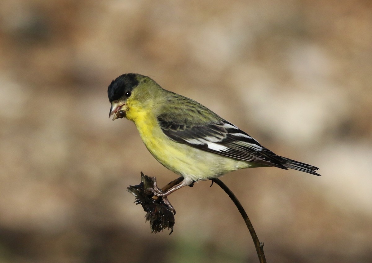 Lesser Goldfinch - ML135807081