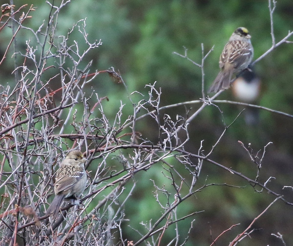 Golden-crowned Sparrow - Tom Benson