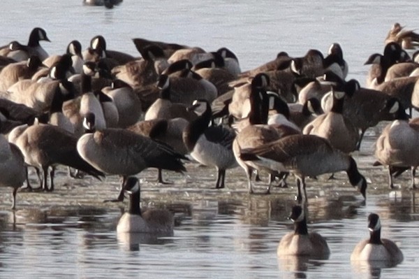 Branta musuzuria - ML135807361