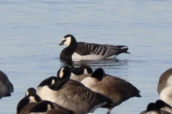 Barnacle Goose - ML135807381