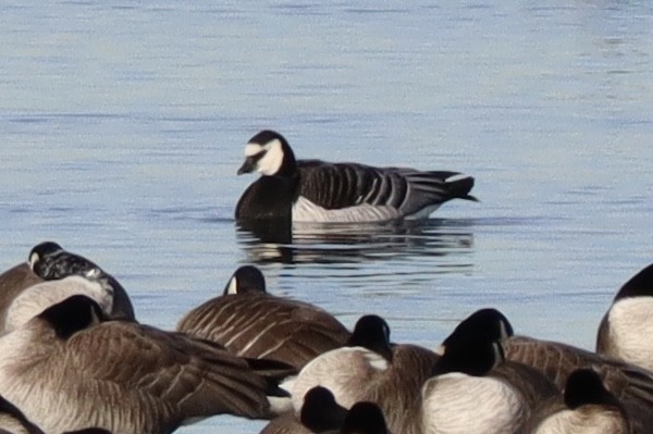 Barnacle Goose - ML135807391