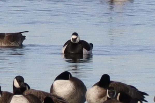 Barnacle Goose - Sarah Spotten