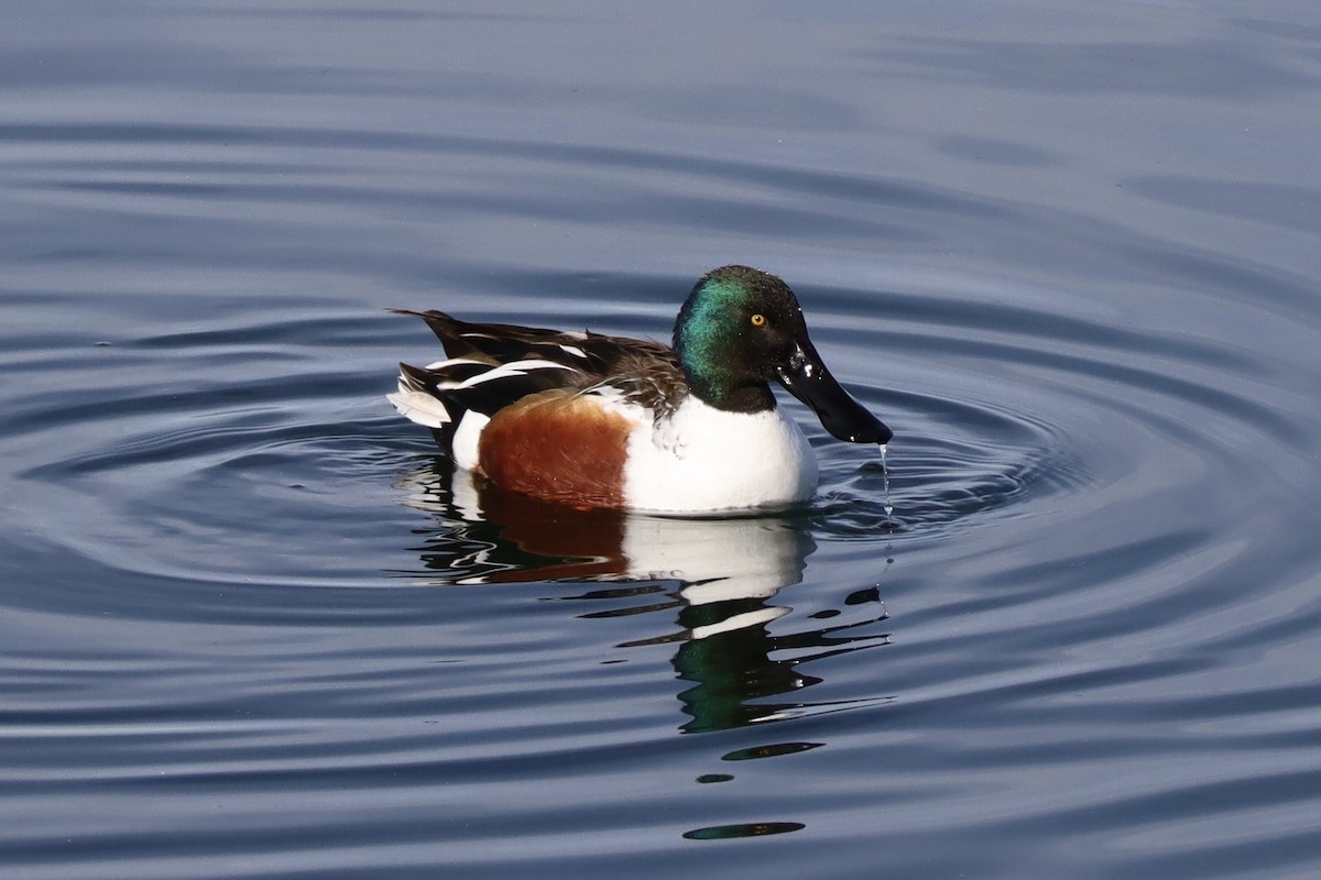 Northern Shoveler - ML135808131