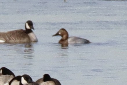 Canvasback - ML135808241