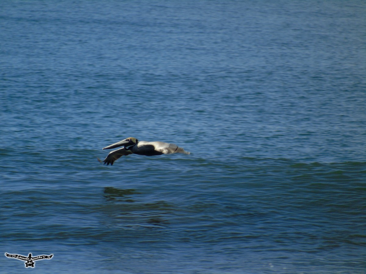 Brown Pelican - ML135808301