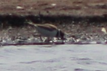 Semipalmated Plover - ML135808321