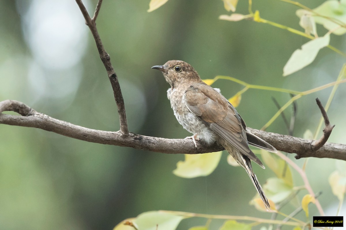 Fan-tailed Cuckoo - ML135808361