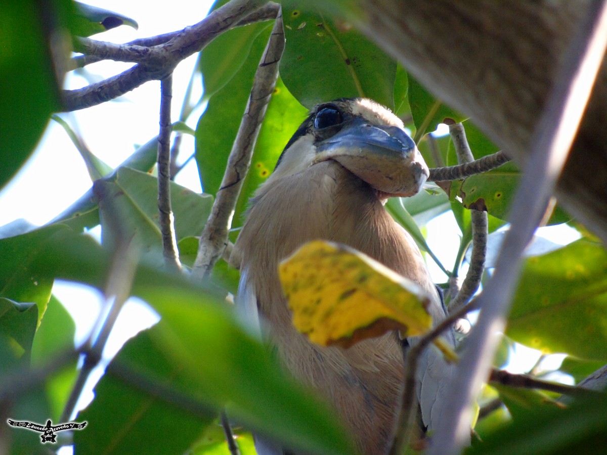 Boat-billed Heron - ML135808451