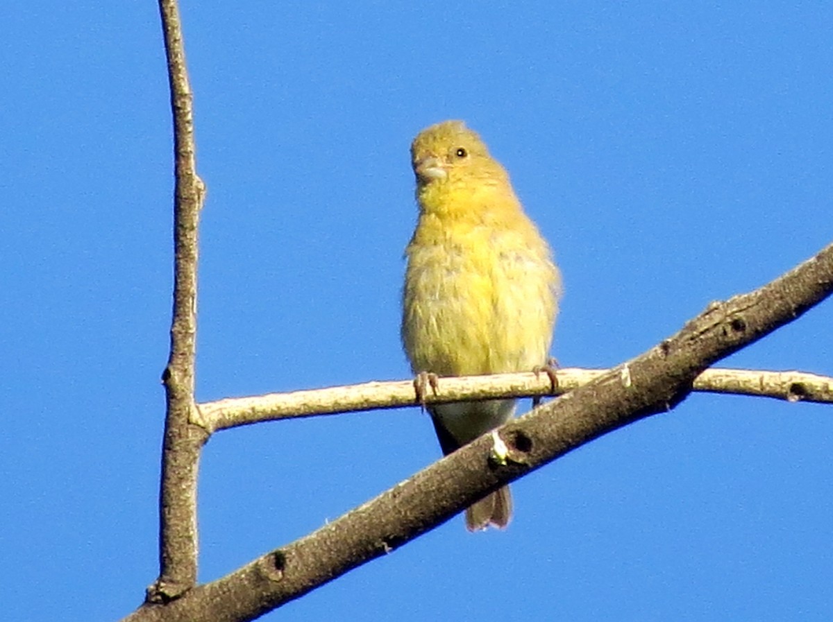 Lesser Goldfinch - ML135808501