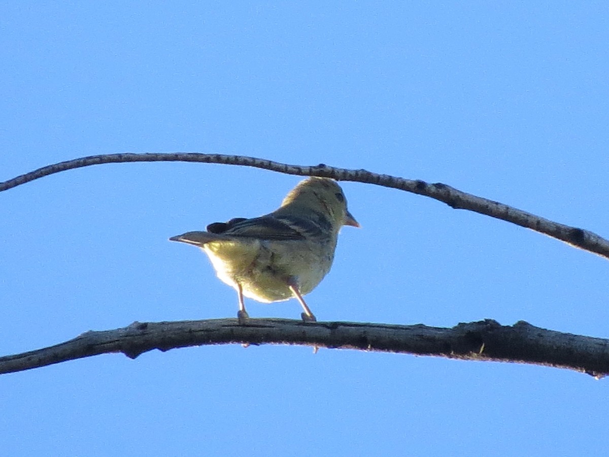 Lesser Goldfinch - ML135808511