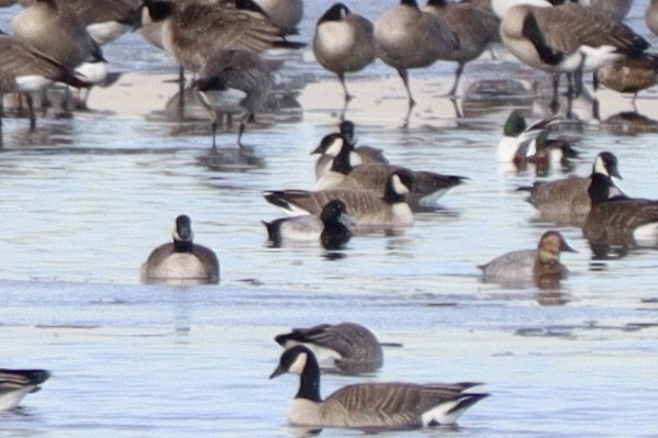 Greater Scaup - Sarah Spotten