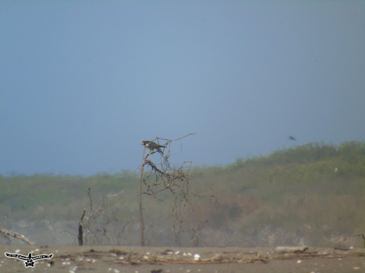 Peregrine Falcon - ML135808571