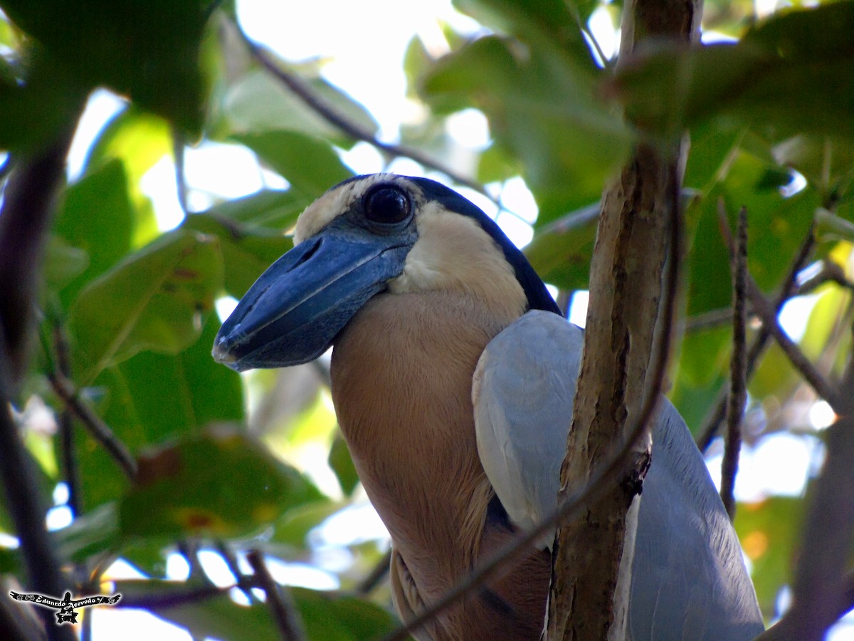 Boat-billed Heron - ML135808591