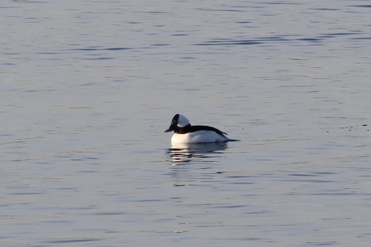 Bufflehead - ML135808701