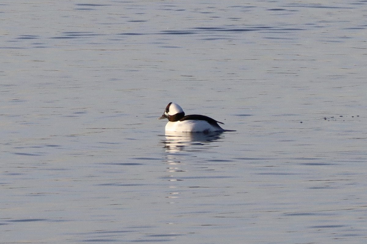 Bufflehead - ML135808711