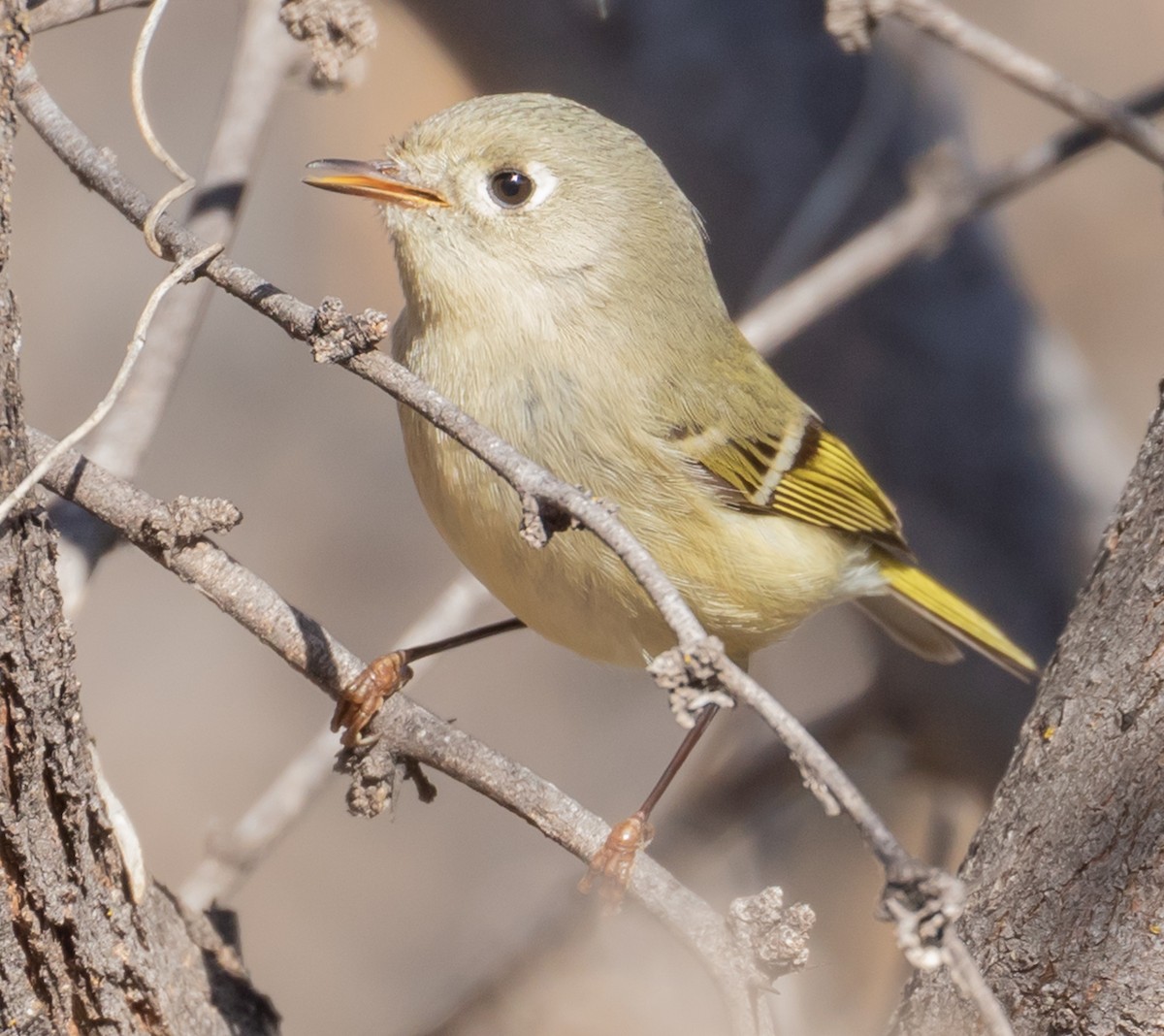 Ruby-crowned Kinglet - Susan Nagi