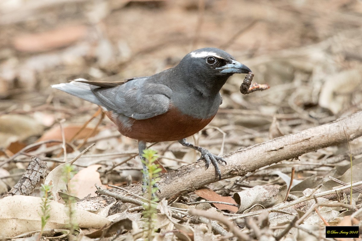 White-browed Woodswallow - ML135809181