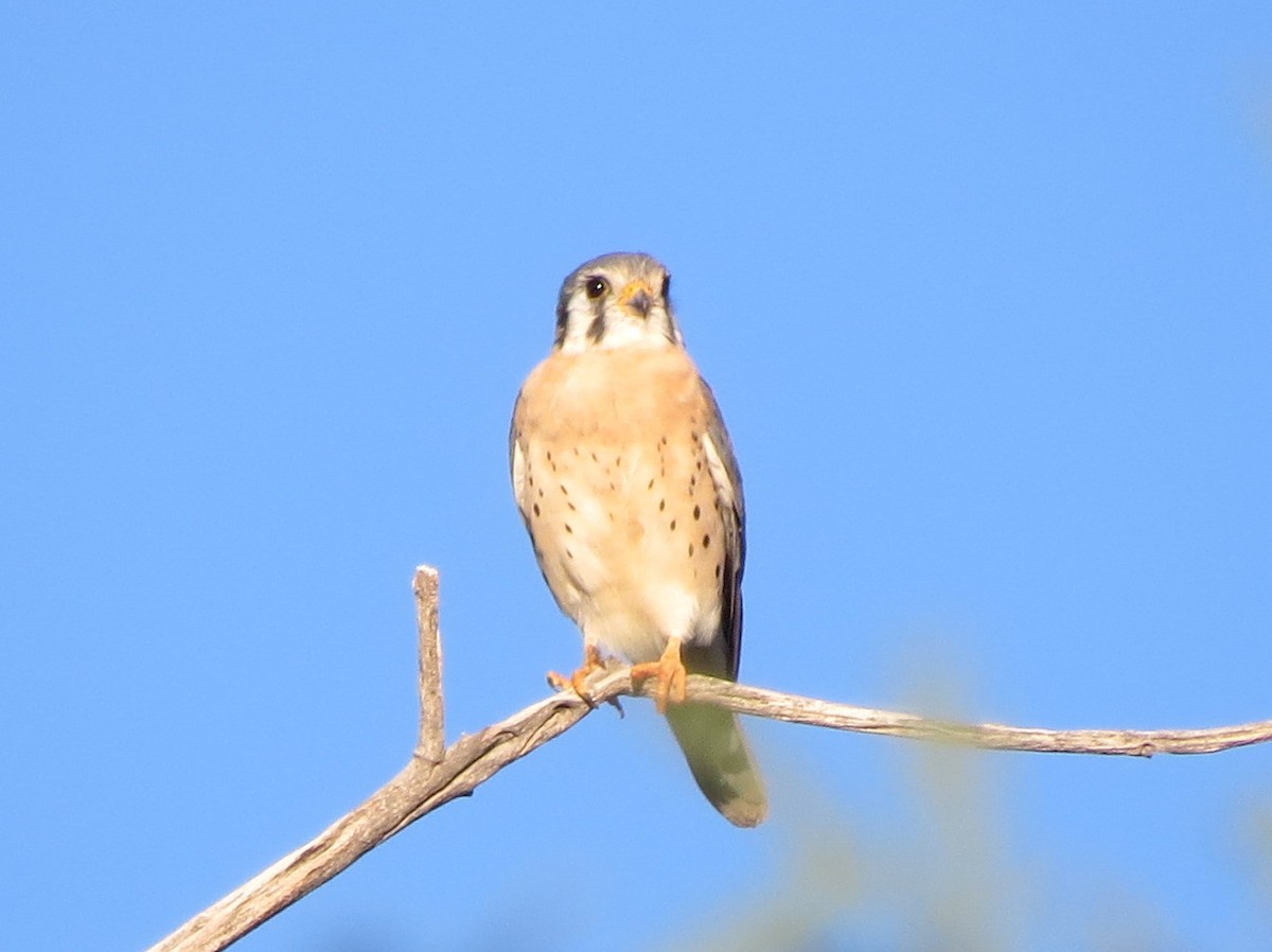 American Kestrel - ML135809571